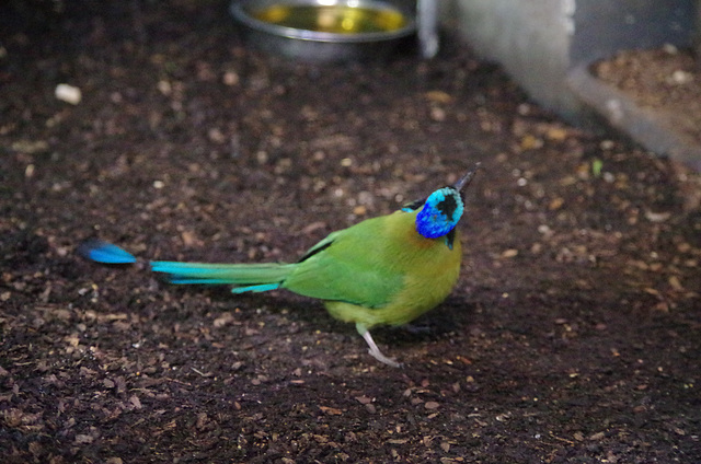 Parc aux oiseaux Villars les Dombes Ain