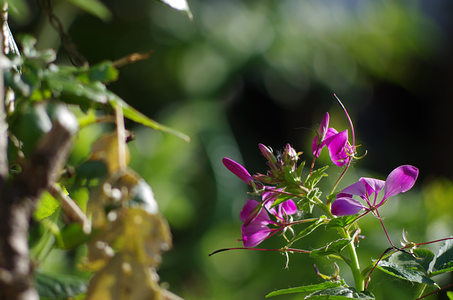 Mon petit jardin - my little garden - mein kleiner Garten