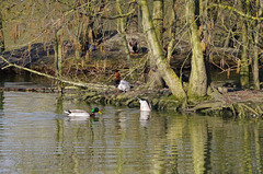 Parc aux oiseaux Villars les Dombes Ain