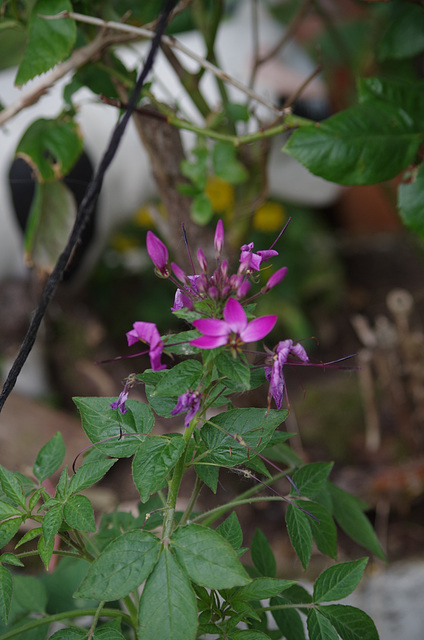 Mon petit jardin - my little garden - mein kleiner Garten