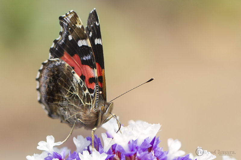 Mariposa