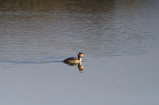 Parc aux oiseaux Villars les Dombes Ain