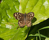 Speckled wood butterfly