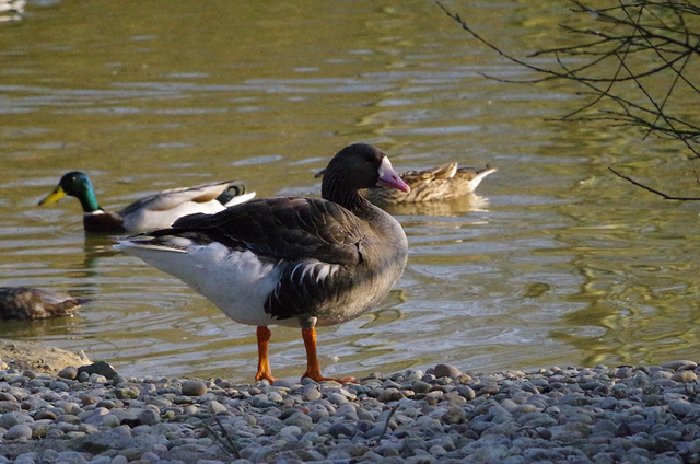 Parc aux oiseaux Villars les Dombes Ain