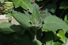 Mon petit jardin - my little garden - mein kleiner Garten