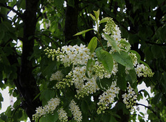 Prunus padus