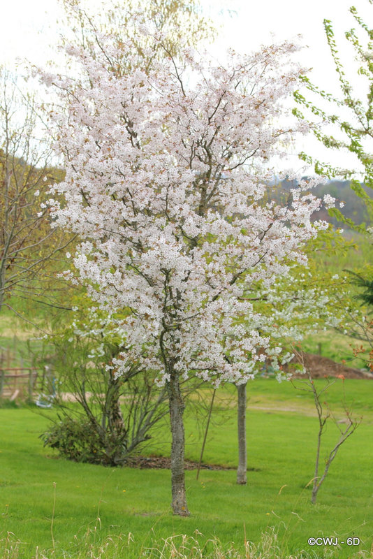 Cherry in blossom