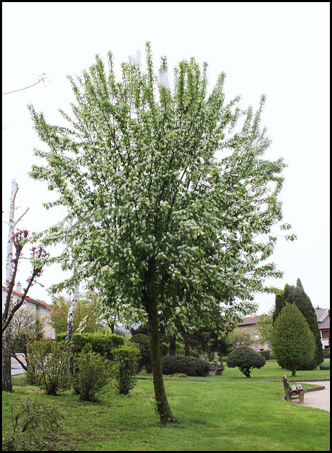 Prunus padus