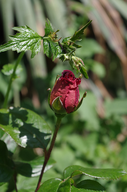 Mon petit jardin - my little garden - mein kleiner Garten