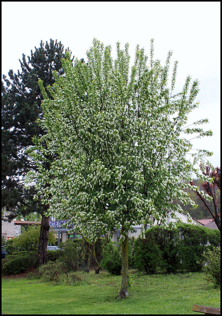 Prunus padus