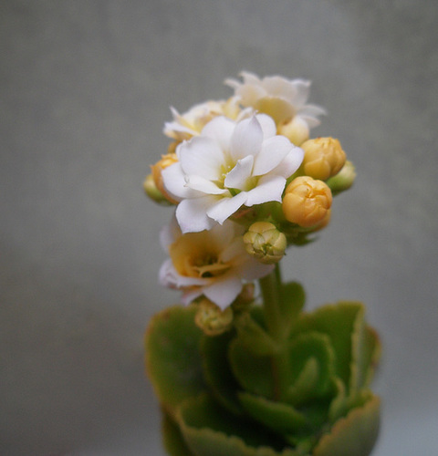 Kalanchoe in Viraggio