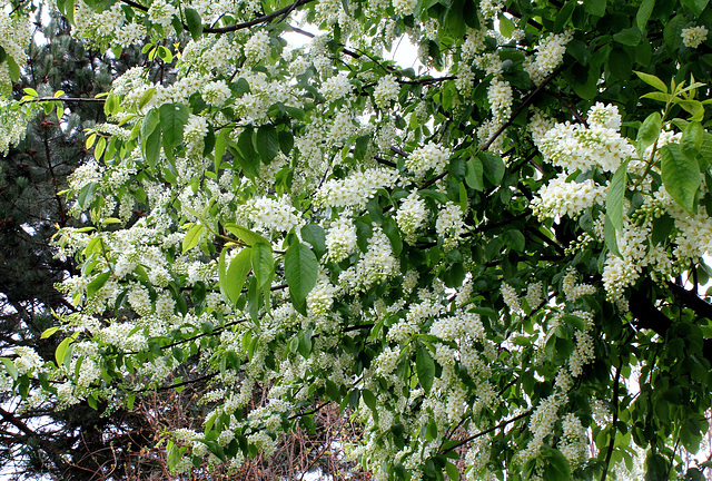 Prunus padus