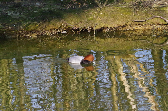 Parc aux oiseaux - Villars les Dombes - Ain