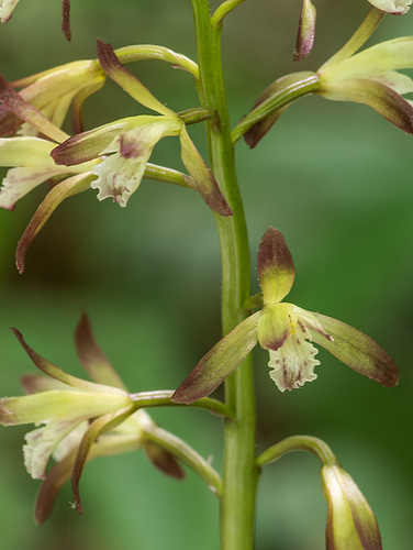 Aplectrum hyemale (Puttyroot orchid, Adam-and-Eve orchid)
