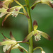 Aplectrum hyemale (Puttyroot orchid, Adam-and-Eve orchid)