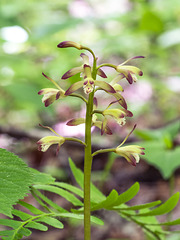 Aplectrum hyemale (Puttyroot orchid, Adam-and-Eve orchid)