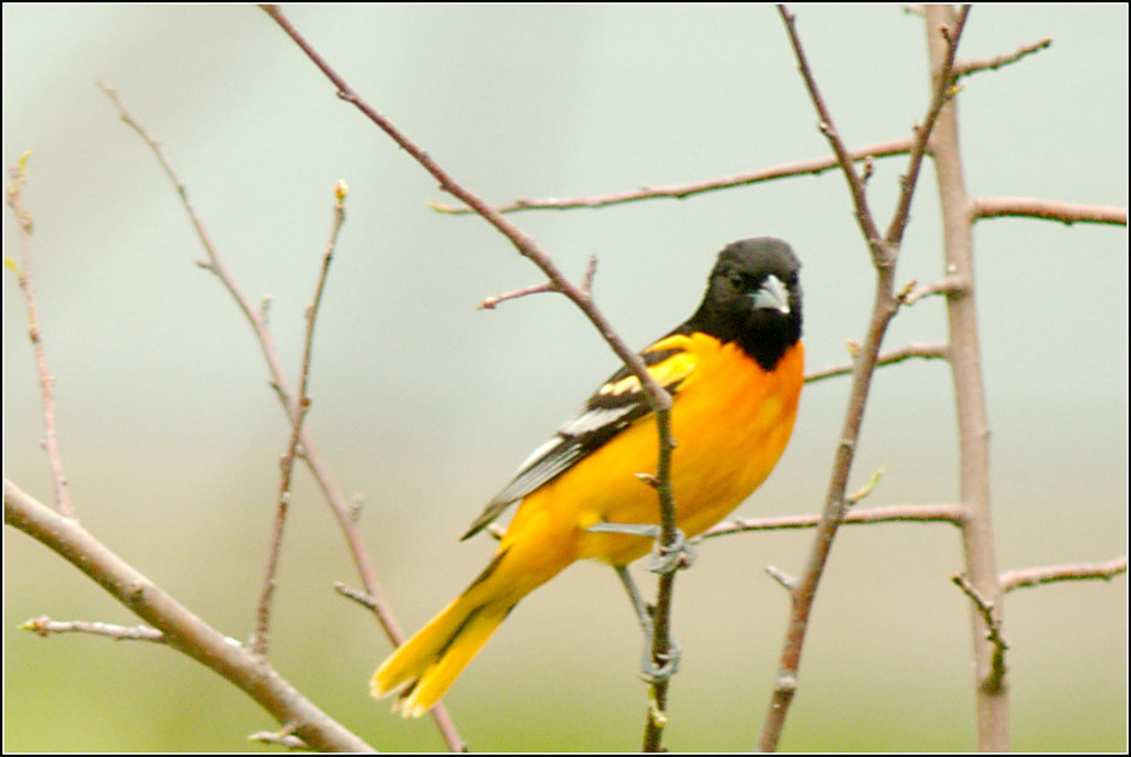 Baltimore Oriole