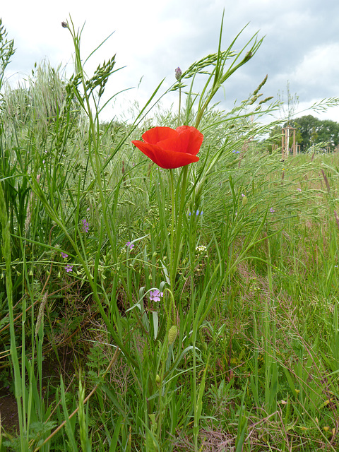 Der bezaubernde Feld-Mohn