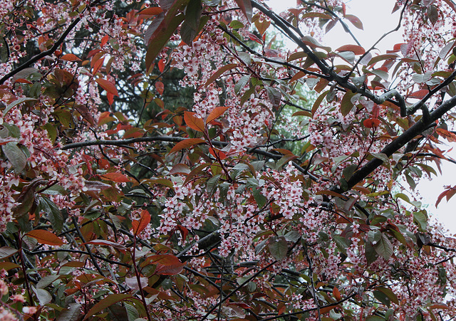 Prunus padus 'Colorata'