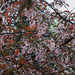 Prunus padus 'Colorata'