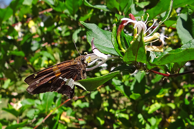 Silver Spotted Skipper (Epargyreus clarus)