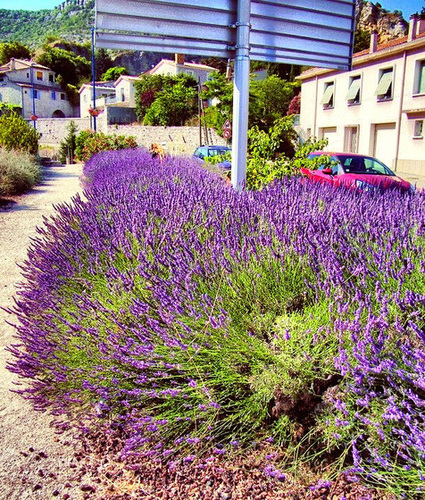 Des lavandes pour les abeilles