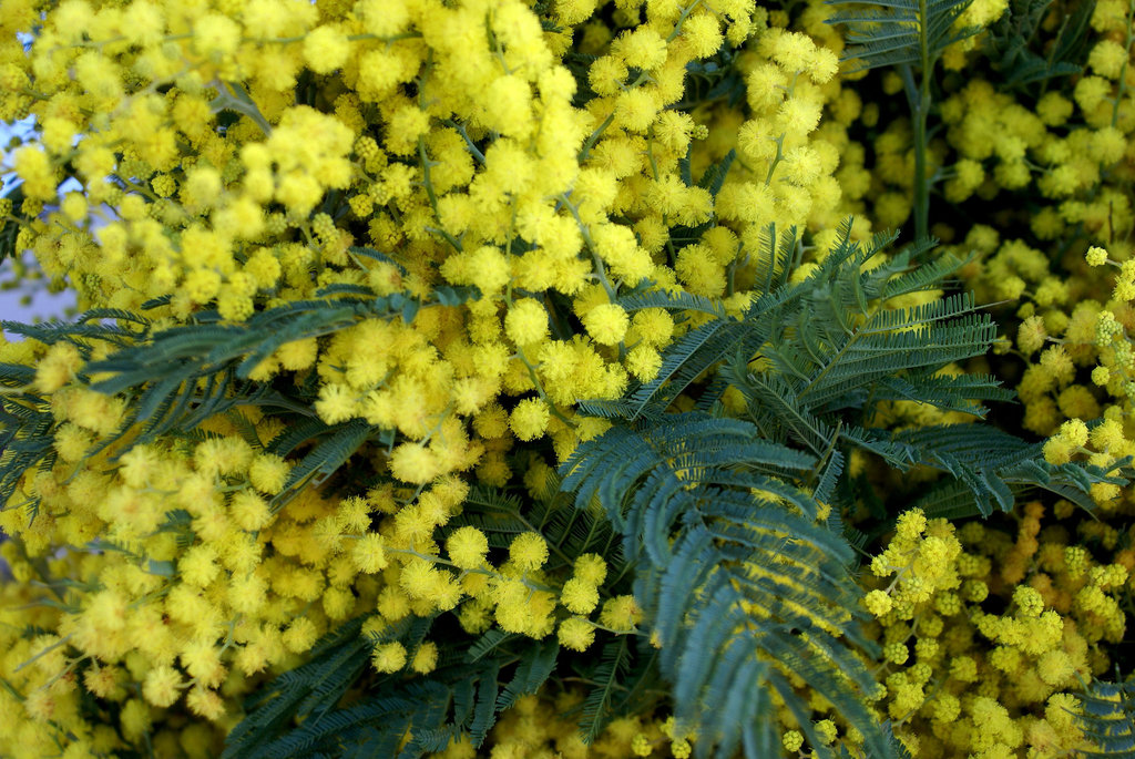 Funchal.  Mimosen... ©UdoSm