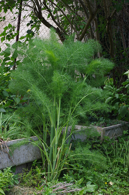 Mon petit jardin - my little garden - mein kleiner Garten