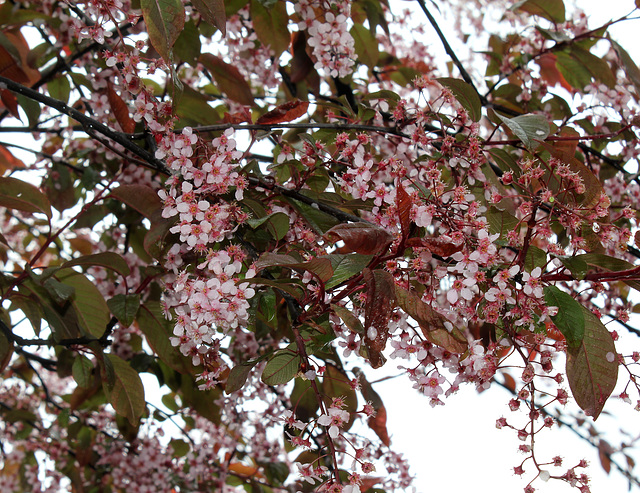 Prunus padus 'Colorata'