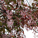 Prunus padus 'Colorata'