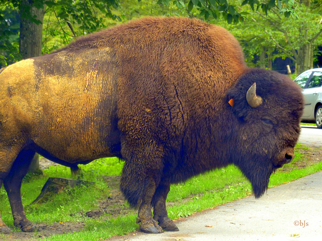 "Bison futé" en plein travail