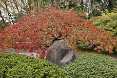 Japanese Red Maple – Japanese Garden, Portland, Oregon