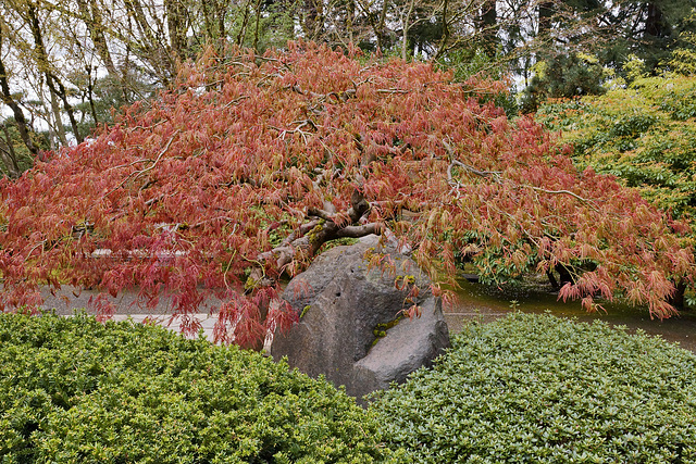 Japanese Red Maple – Japanese Garden, Portland, Oregon