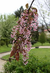 Prunus padus 'Colorata'