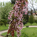 Prunus padus 'Colorata'