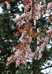 Prunus padus 'Colorata'