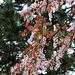 Prunus padus 'Colorata'