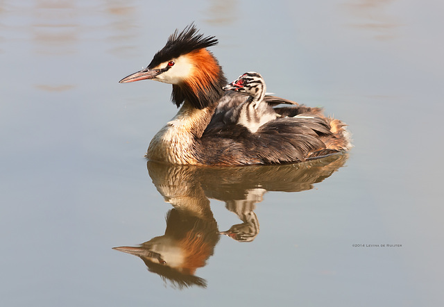 Great Crested Grebe / Fuut (Podiceps cristatus)