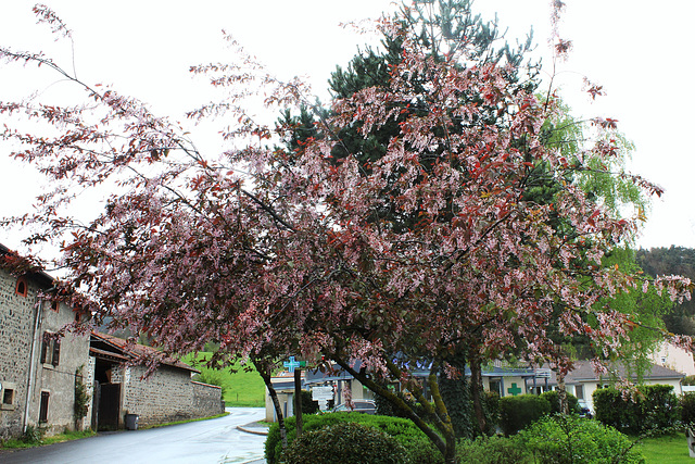 Prunus padus 'Colorata'
