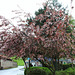 Prunus padus 'Colorata'