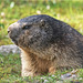 Verschlafener Murmel / Sleepy Marmot / être surveillés Marmot