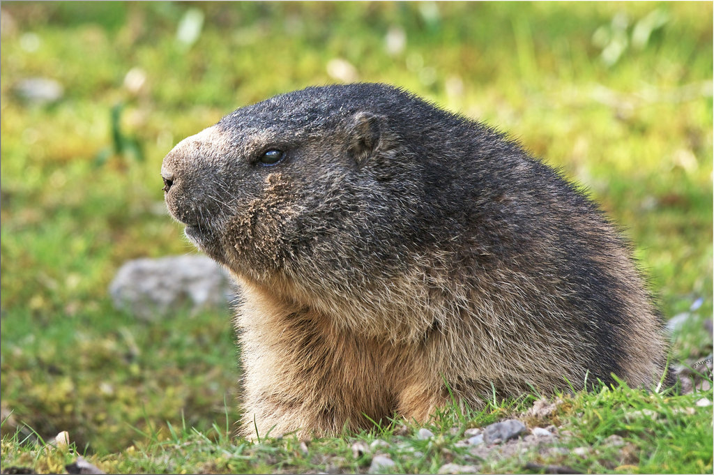 Verschlafener Murmel / Sleepy Marmot / être surveillés Marmot