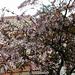 Prunus padus 'Colorata'