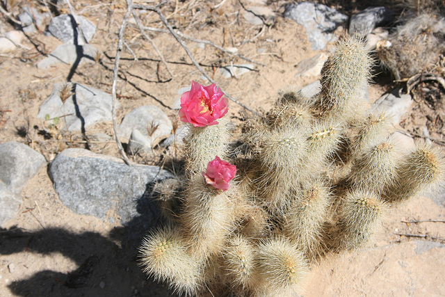 Prickly pear