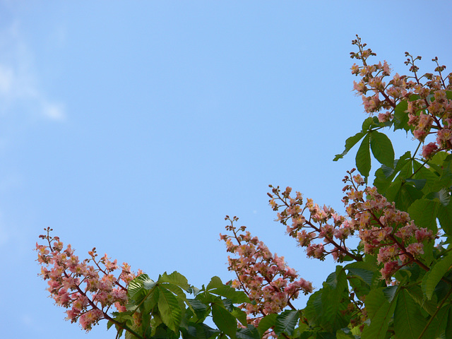 Kastanienblüten und blauer Frühlingshimmel