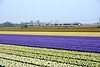 Hyacinths and Dutch train