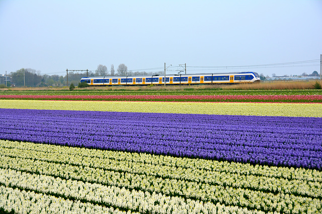 Hyacinths and Dutch train