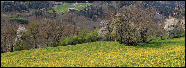paysage aux pissenlits