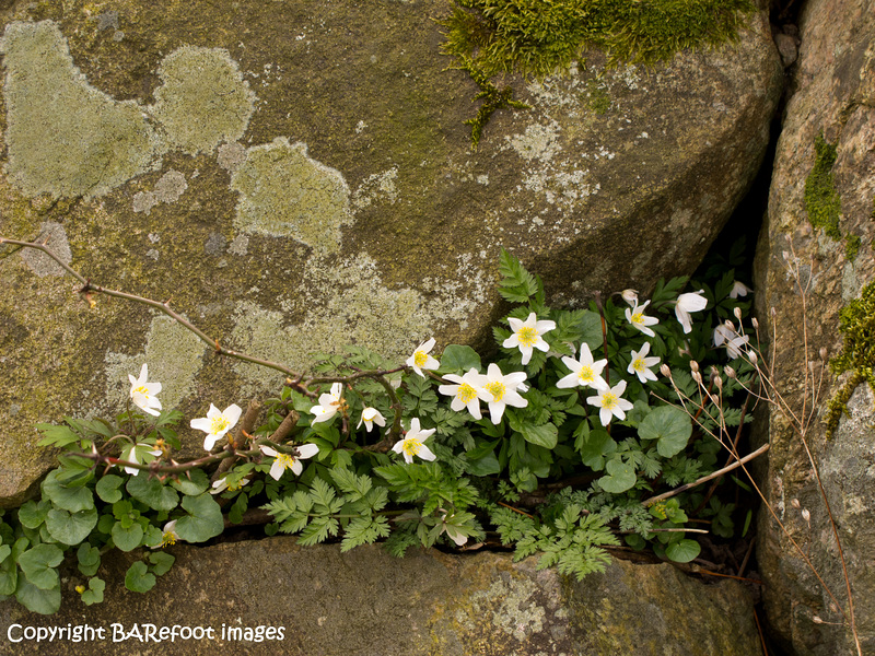 wood anemones