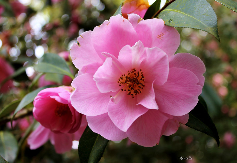 camelia